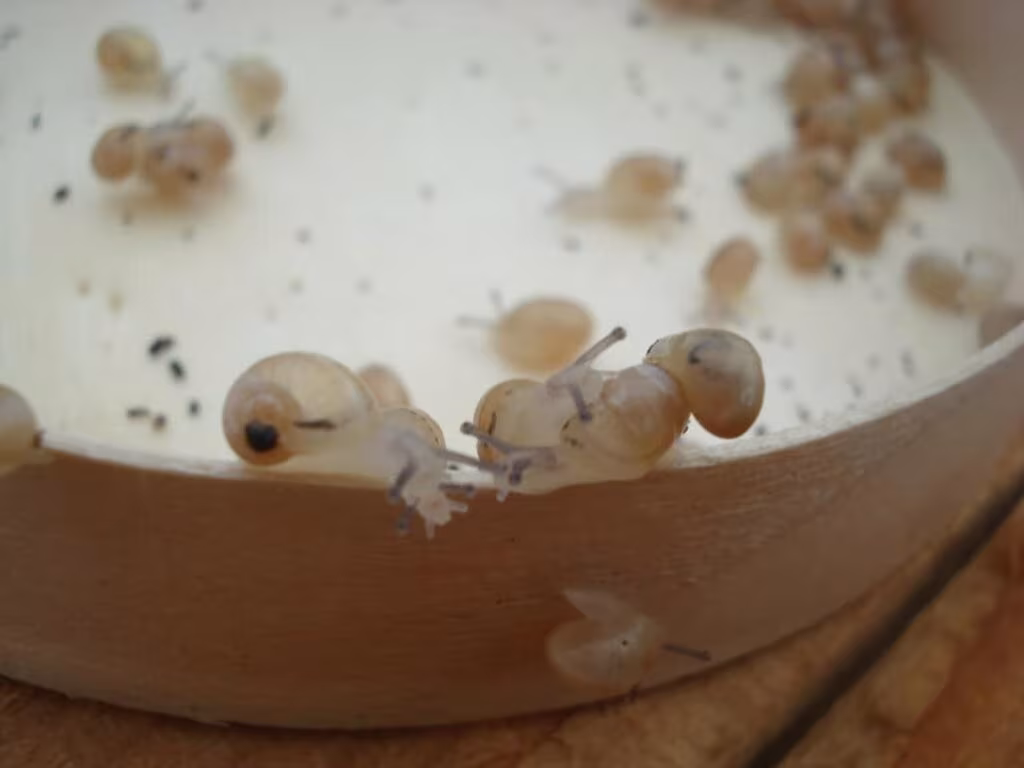 Heliciculture